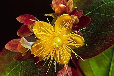 《电锯甜心RePOP》销量远超预期 改善公司财务状况